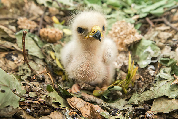 Wespenbussard (Pernis apivorus)