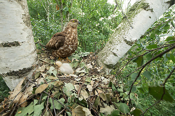 Wespenbussard (Pernis apivorus)