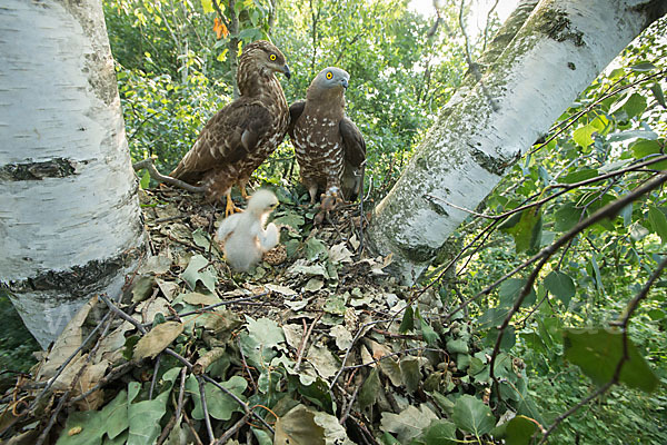 Wespenbussard (Pernis apivorus)