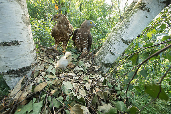 Wespenbussard (Pernis apivorus)