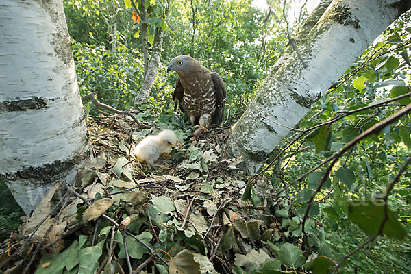 Wespenbussard (Pernis apivorus)