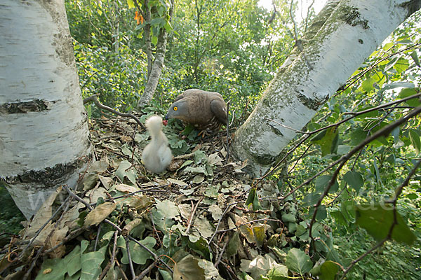 Wespenbussard (Pernis apivorus)