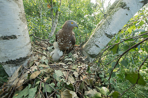 Wespenbussard (Pernis apivorus)