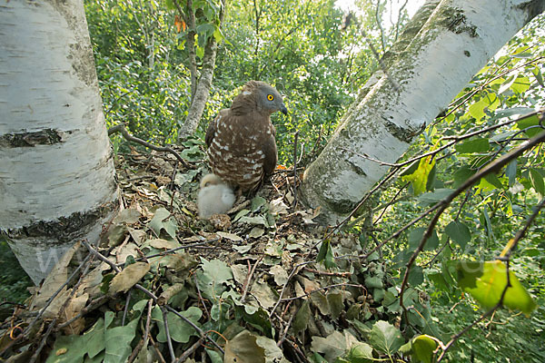 Wespenbussard (Pernis apivorus)