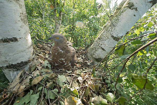 Wespenbussard (Pernis apivorus)