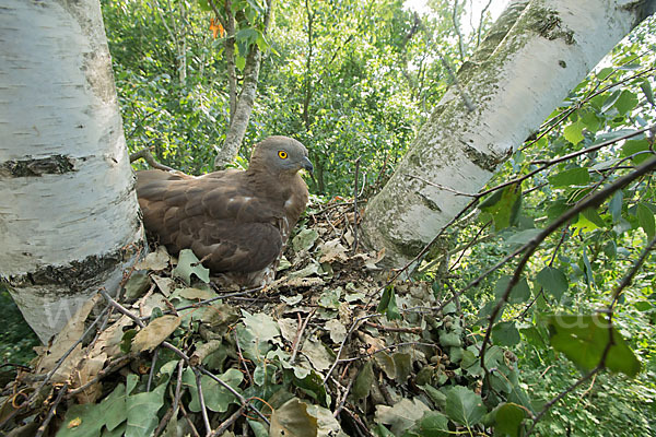 Wespenbussard (Pernis apivorus)