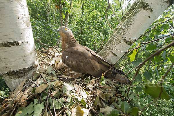 Wespenbussard (Pernis apivorus)