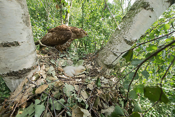 Wespenbussard (Pernis apivorus)