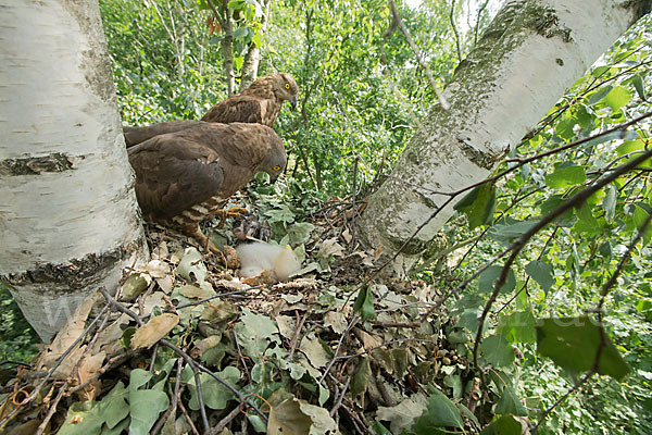 Wespenbussard (Pernis apivorus)