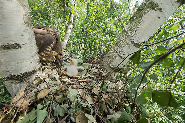 Wespenbussard (Pernis apivorus)