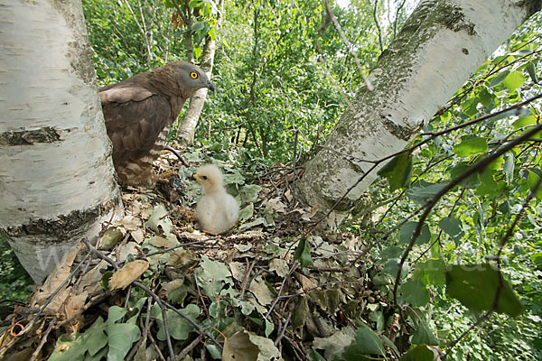 Wespenbussard (Pernis apivorus)