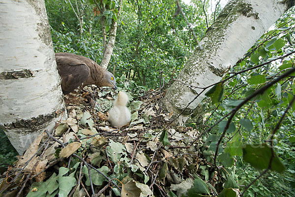 Wespenbussard (Pernis apivorus)