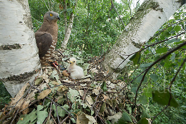 Wespenbussard (Pernis apivorus)