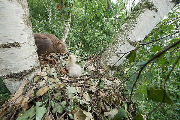 Wespenbussard (Pernis apivorus)