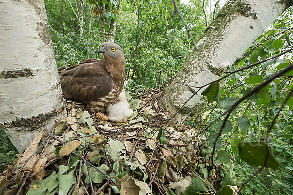 Wespenbussard (Pernis apivorus)