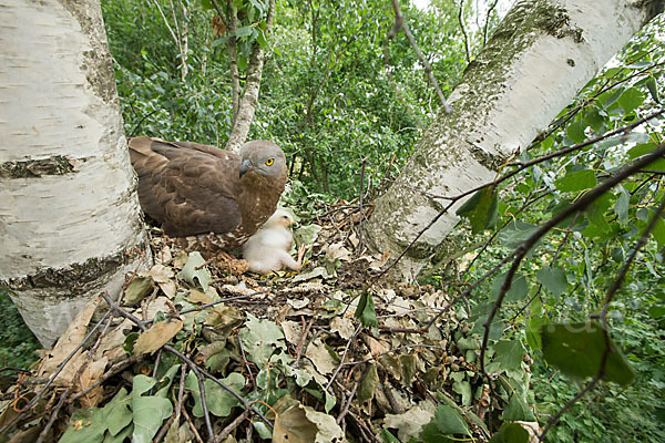 Wespenbussard (Pernis apivorus)