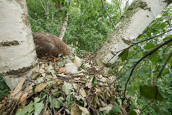 Wespenbussard (Pernis apivorus)