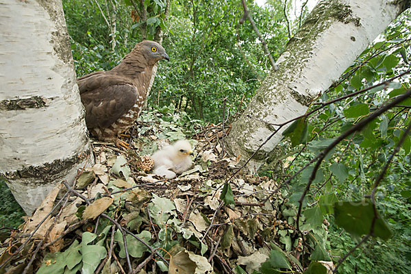 Wespenbussard (Pernis apivorus)