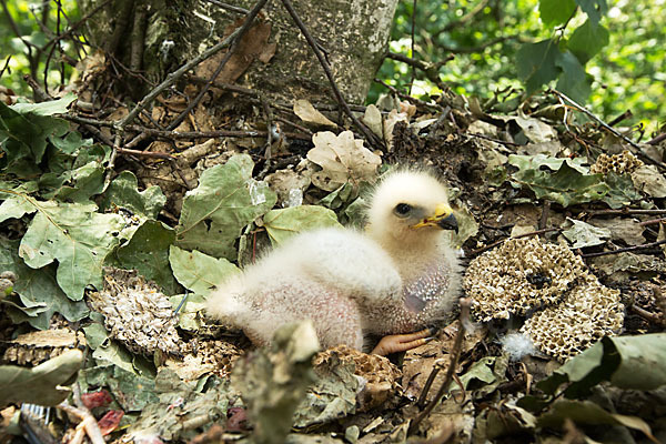 Wespenbussard (Pernis apivorus)