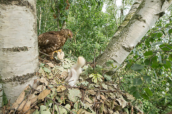 Wespenbussard (Pernis apivorus)