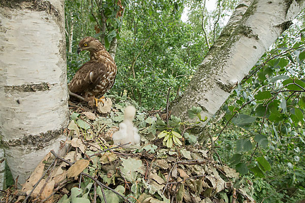 Wespenbussard (Pernis apivorus)