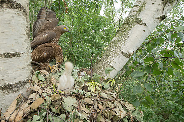 Wespenbussard (Pernis apivorus)