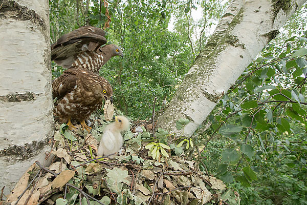 Wespenbussard (Pernis apivorus)