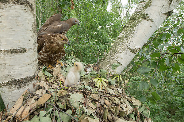 Wespenbussard (Pernis apivorus)