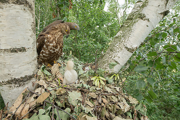 Wespenbussard (Pernis apivorus)