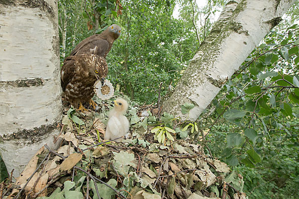 Wespenbussard (Pernis apivorus)