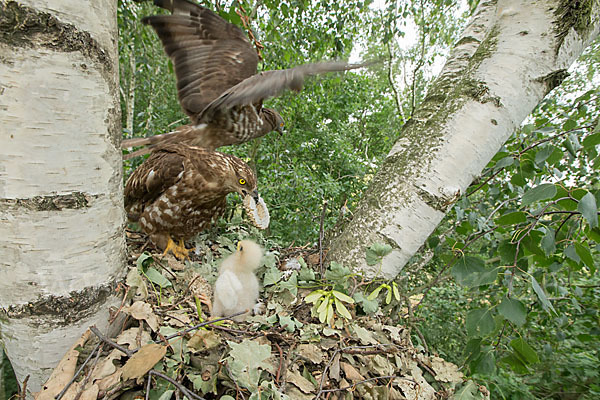 Wespenbussard (Pernis apivorus)