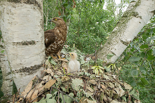 Wespenbussard (Pernis apivorus)