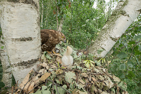 Wespenbussard (Pernis apivorus)