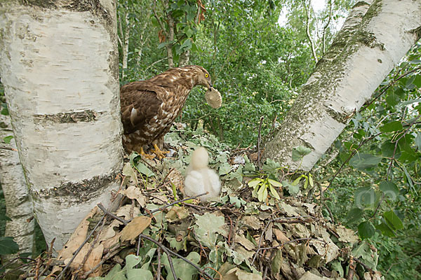 Wespenbussard (Pernis apivorus)