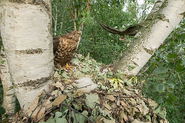 Wespenbussard (Pernis apivorus)