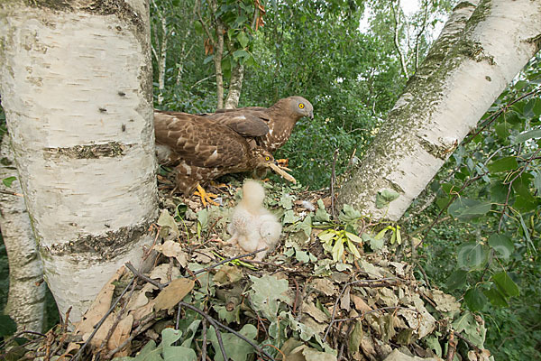 Wespenbussard (Pernis apivorus)