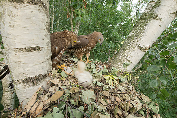 Wespenbussard (Pernis apivorus)