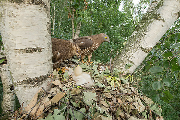 Wespenbussard (Pernis apivorus)