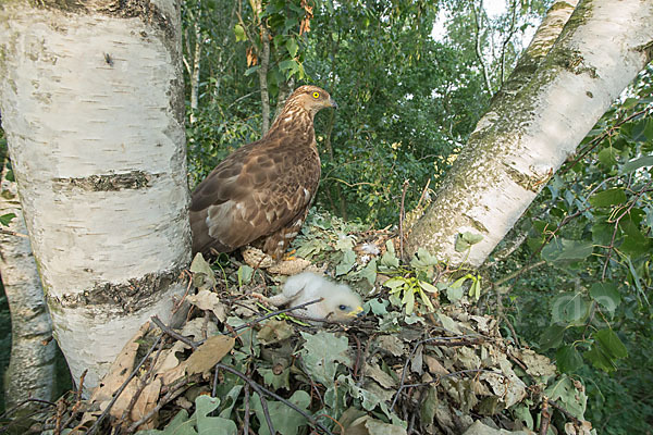 Wespenbussard (Pernis apivorus)