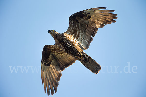 Wespenbussard (Pernis apivorus)