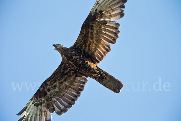 Wespenbussard (Pernis apivorus)