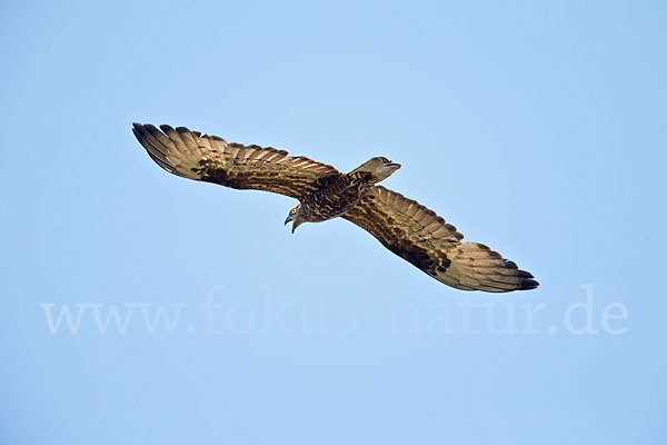 Wespenbussard (Pernis apivorus)