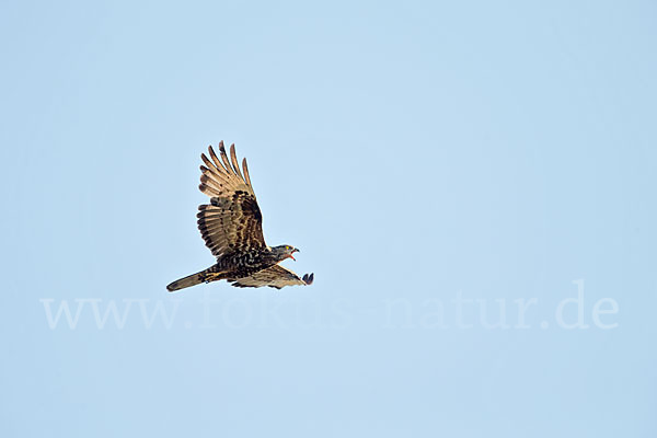 Wespenbussard (Pernis apivorus)