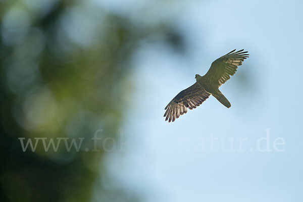 Wespenbussard (Pernis apivorus)