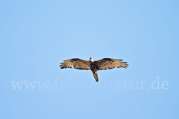 Wespenbussard (Pernis apivorus)