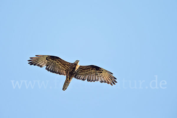 Wespenbussard (Pernis apivorus)