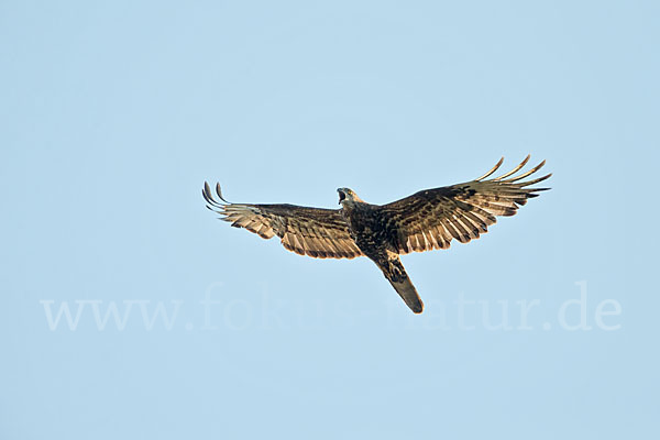 Wespenbussard (Pernis apivorus)