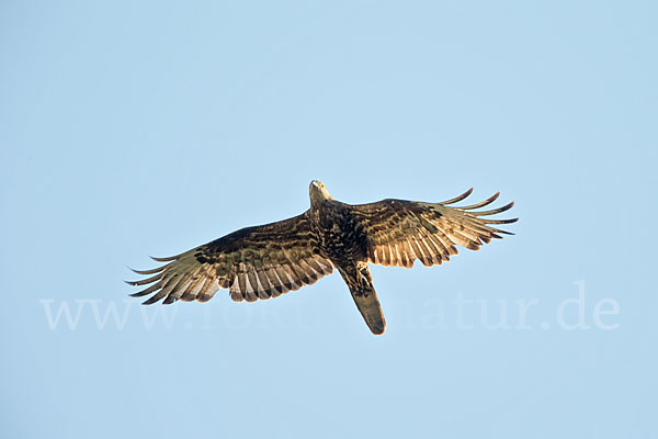 Wespenbussard (Pernis apivorus)