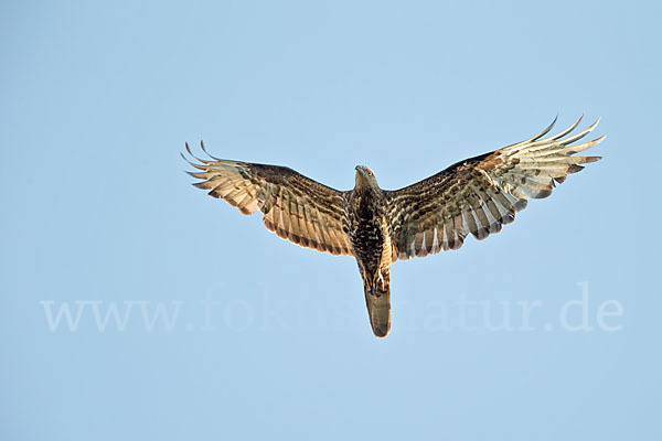 Wespenbussard (Pernis apivorus)