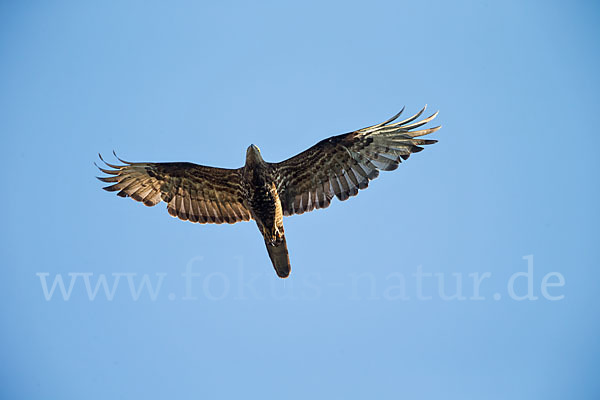 Wespenbussard (Pernis apivorus)